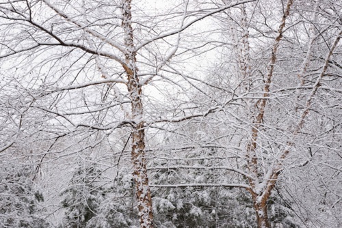 River Birch, Reeves-Reed Arboretum, Union County, NJ 03 11 (6295SA).jpg